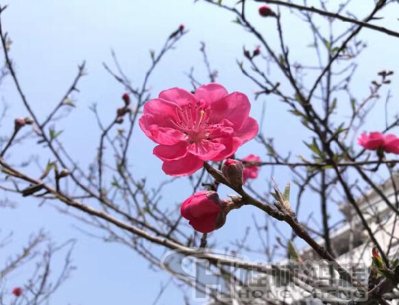 桂林鸿程磨机厂内百花盛开