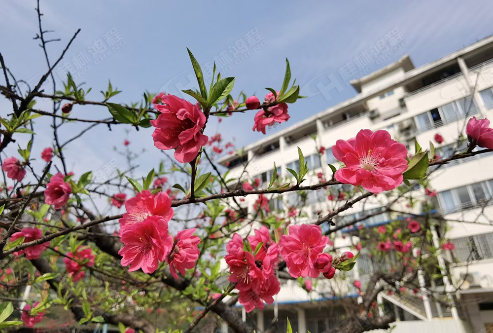 桂林鸿程花团锦簇，满园春色，邀您一起共赏春景，共商大计！